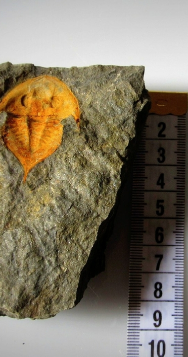 Wholesale Fossils Morocco Wholesale Fossils Morocco