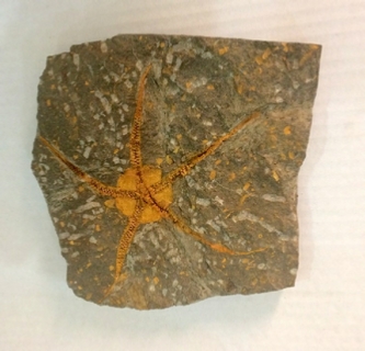 Selling Fossils Morocco