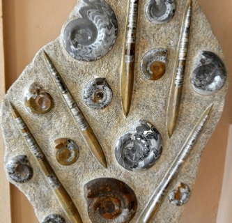 Selling Fossils Morocco