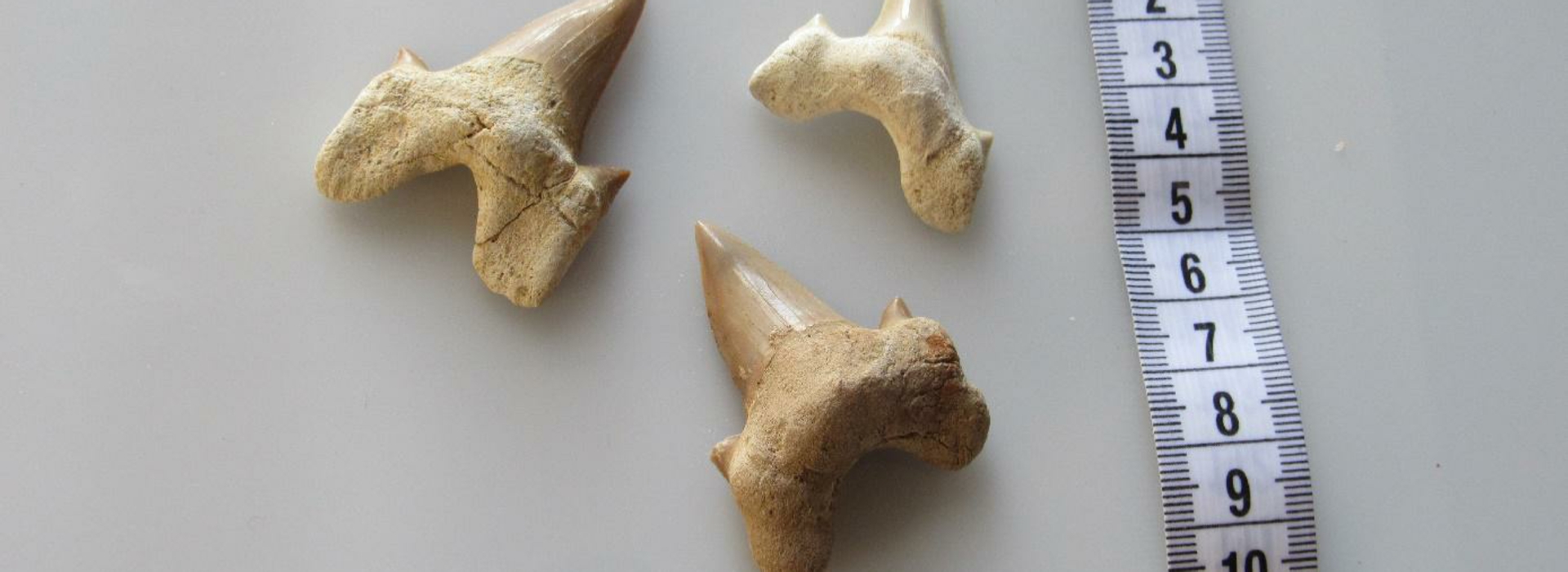 Shark Teeth Fossils Shark Teeth Fossils